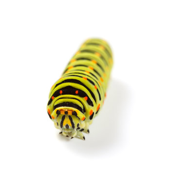 Caterpillar portrait
