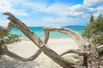Fototapeta premium pine trunk in Maria Pia beach