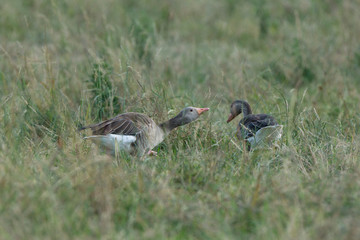 Graugans, Anser anser