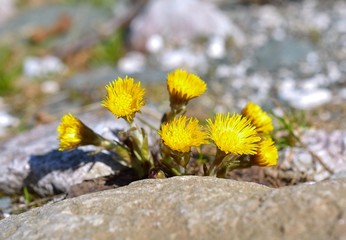 Yellow coltsfoots growing up in early spring
