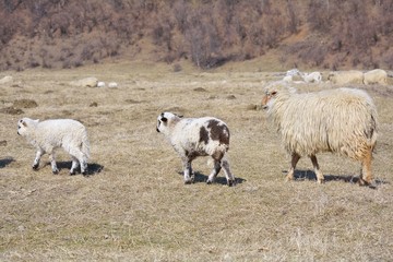 Lambs with sheep on field