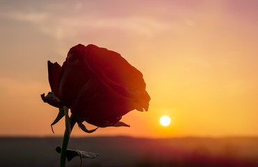 Rose in the sunset