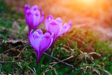 View of crocus flowers in light of the evening rays in close-up.