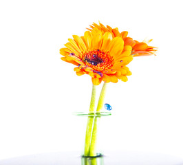 Blumen mt Wassertropfen
