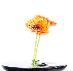 Blumen mt Wassertropfen