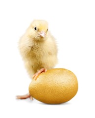 Obraz premium Easter. Easter
