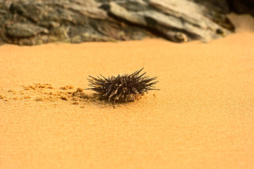 A sea urchin in a rock pool.
