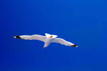 The seagull flies against the blue sky
