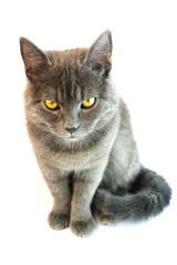 Obraz premium cat grey