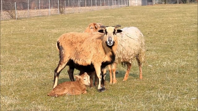 spring, two ewe and two lamb, brown, meadow
