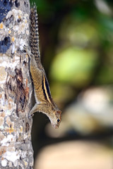Chipmunk