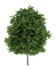Fototapeta premium cigar tree isolated on white background