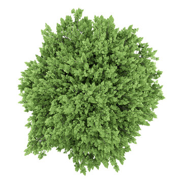 top view of cigar tree isolated on white background