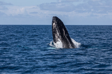 Fototapeta premium Breaching Whale