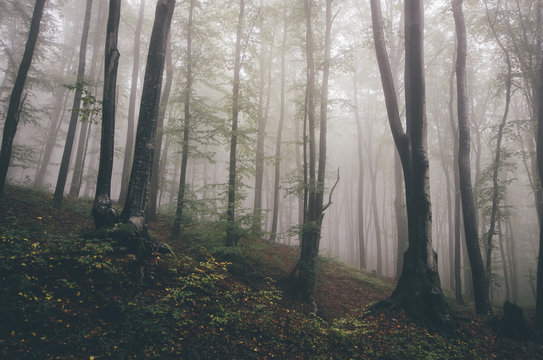 natural green forest landscape