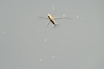 Wasserläufer, Gerridae