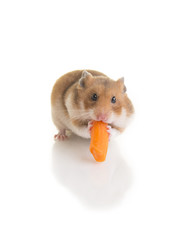 A hamster isolated on a white background