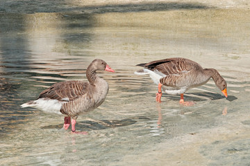Two ducks on water
