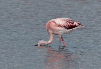 fenicottero rosa che cerca cibo sott'acqua