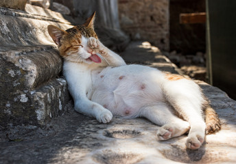 Naklejka premium Cute yard pregnant cat washing itself on the street