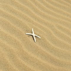 one starfish in the sand