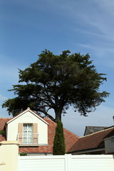 Pin devant la villa.