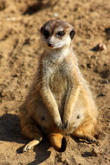 Erdmännchen, trächtiges Weibchen