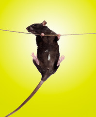 funny little rat on rope