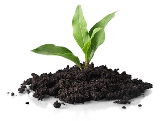 Leaf. Transplant of a tree