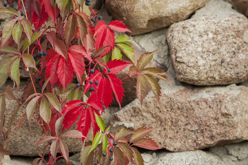 The red leaves of wild wine.