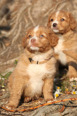 Nova scotia duck tolling retriever