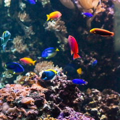 tropical fishes meet in blue coral reef sea water aquarium. Unde