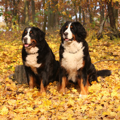 Amazing bernese mountain dog sitting together