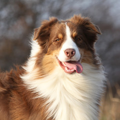 Amazing beautiful australian shepherd looking at you