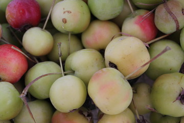 Zieräpfel
