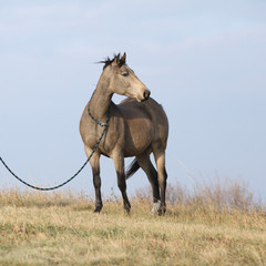 Fototapeta premium Nice bay quarter horse