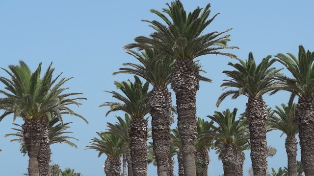 palm trees swaying in the wind