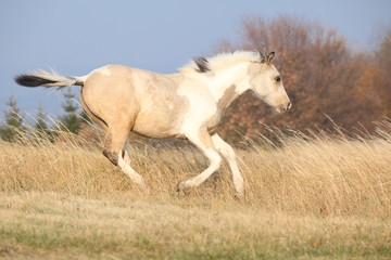 Fototapeta na wymiar Paint horse foal running in freedom alone