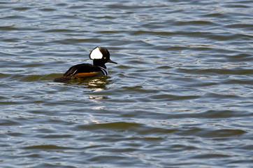 Hooded Merganser Swimming in the Blue Lake