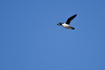 Fototapeta na wymiar Common Goldeneye Duck Flying in a Blue Sky