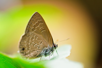 Butterfly in pang sida national park  thailand