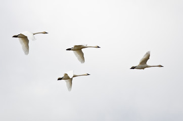 Four Tundra Swans Flying on a Light Background