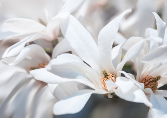 Fototapeta premium Blooming magnolia tree