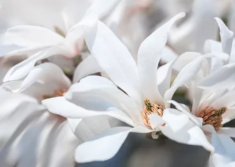 Foto auf Acrylglas Blühender Magnolienbaum © misu
