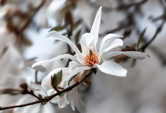 Fototapeta Blooming magnolia tree