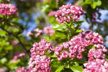 Fototapeta premium Bloosoming pink flowers of hawthorn tree