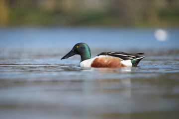 Northern Shoveler, Shoveler, Anas clypeata