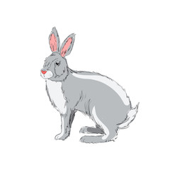 Illustration of hand drawn rabbit