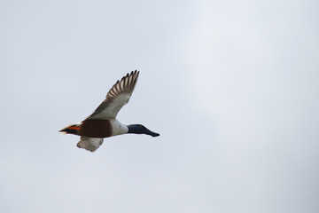 Northern Shoveler, Shoveler, Anas clypeata