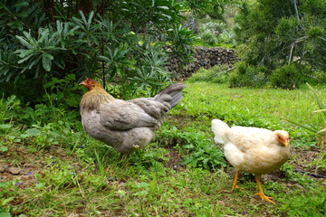frei laufende Hühner